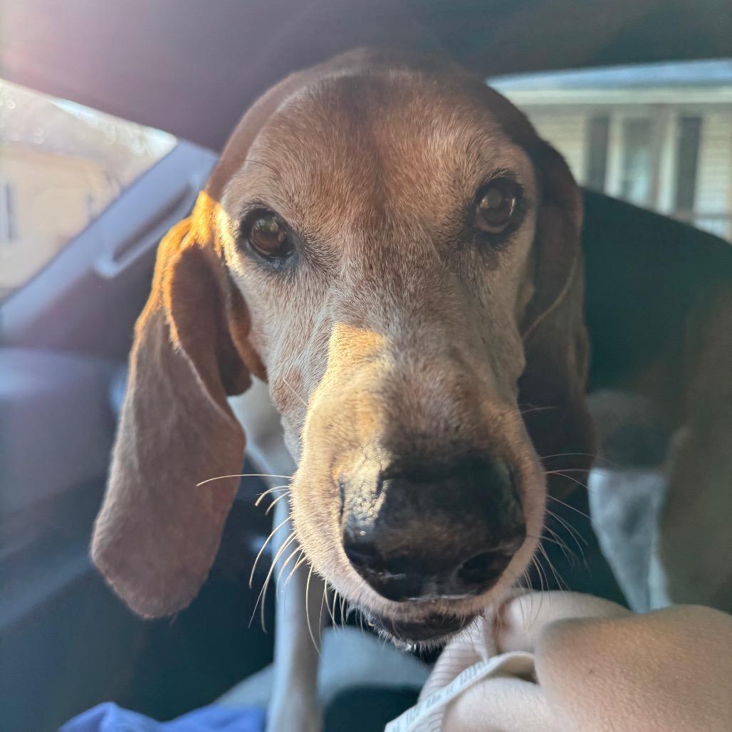 Enlarge Diesel, a Adoptable Treeing Walker Coonhound in West Point, MS image 2/4