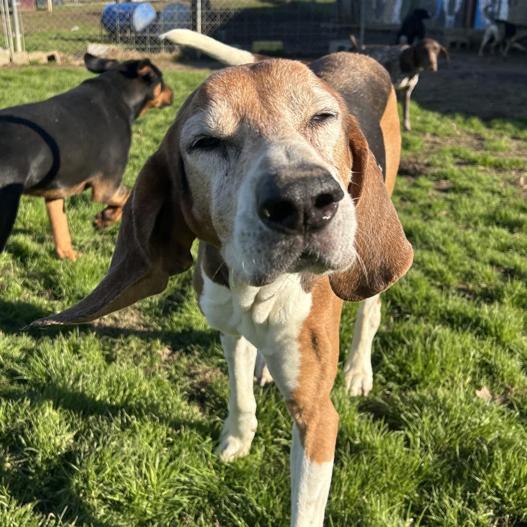 Enlarge Diesel, a Adoptable Treeing Walker Coonhound in West Point, MS image 3/4