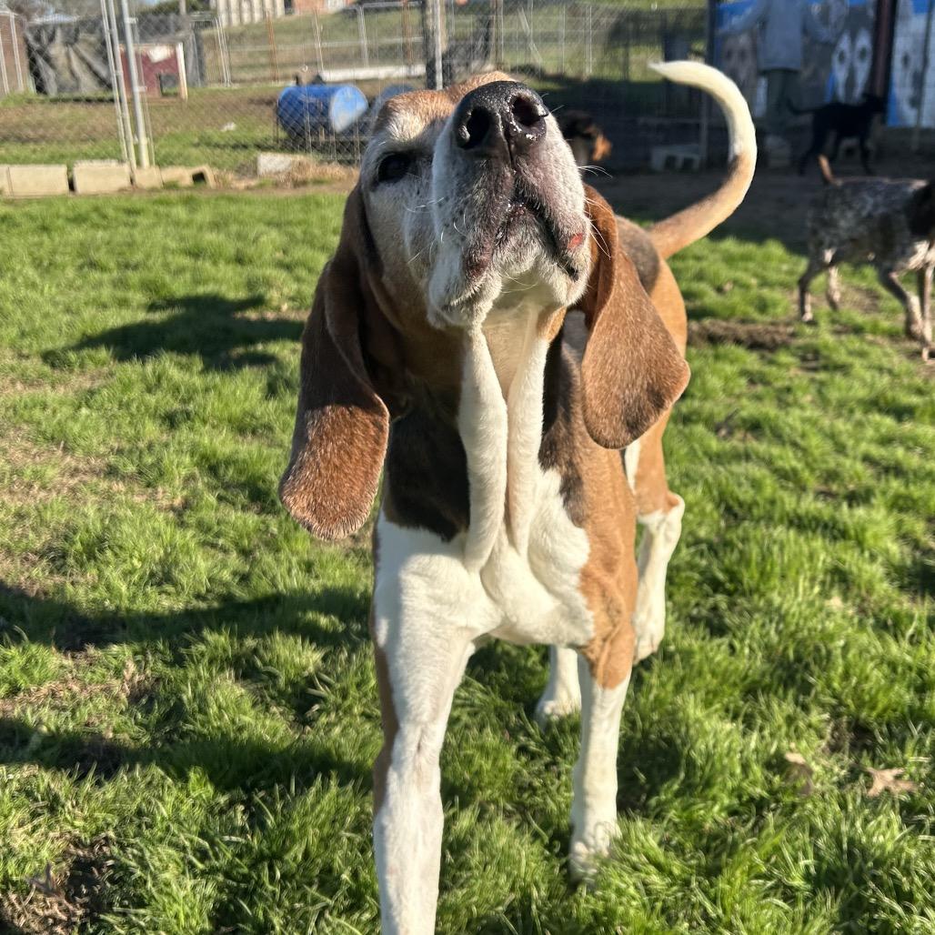 Enlarge Diesel, a Adoptable Treeing Walker Coonhound in West Point, MS image 4/4