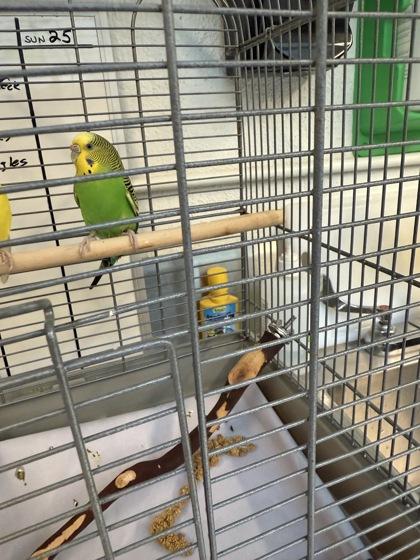 Enlarge Skort, a Adoptable Parakeet (Other) in Seattle, WA image 1/1