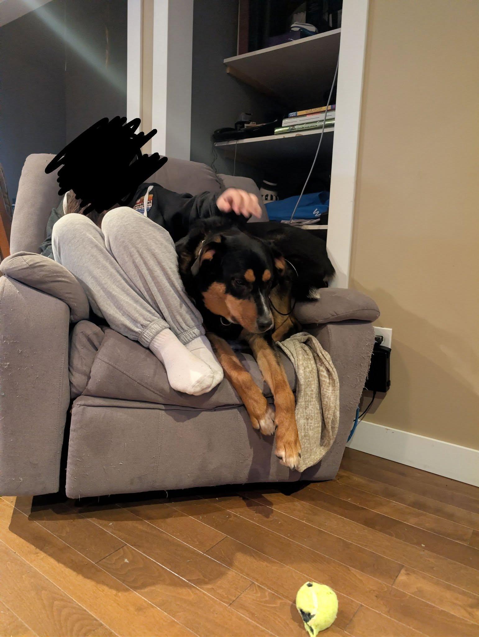 Enlarge Houston, a ADOPTABLE mixed breed in Woodstock, ON image 6/6