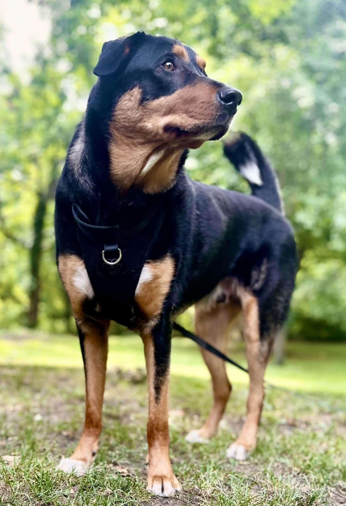 Houston, a ADOPTABLE mixed breed in Woodstock, ON image 4/4