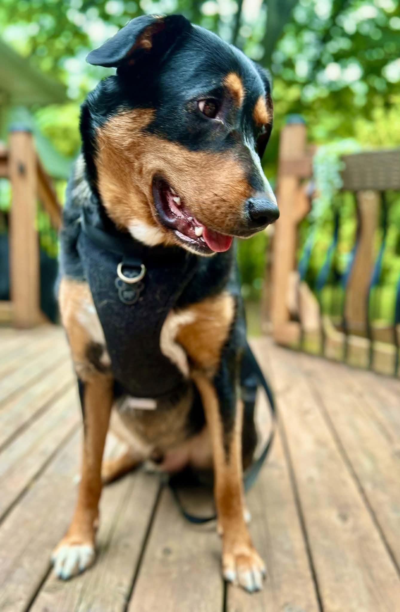 Houston, a ADOPTABLE mixed breed in Woodstock, ON image 3/4