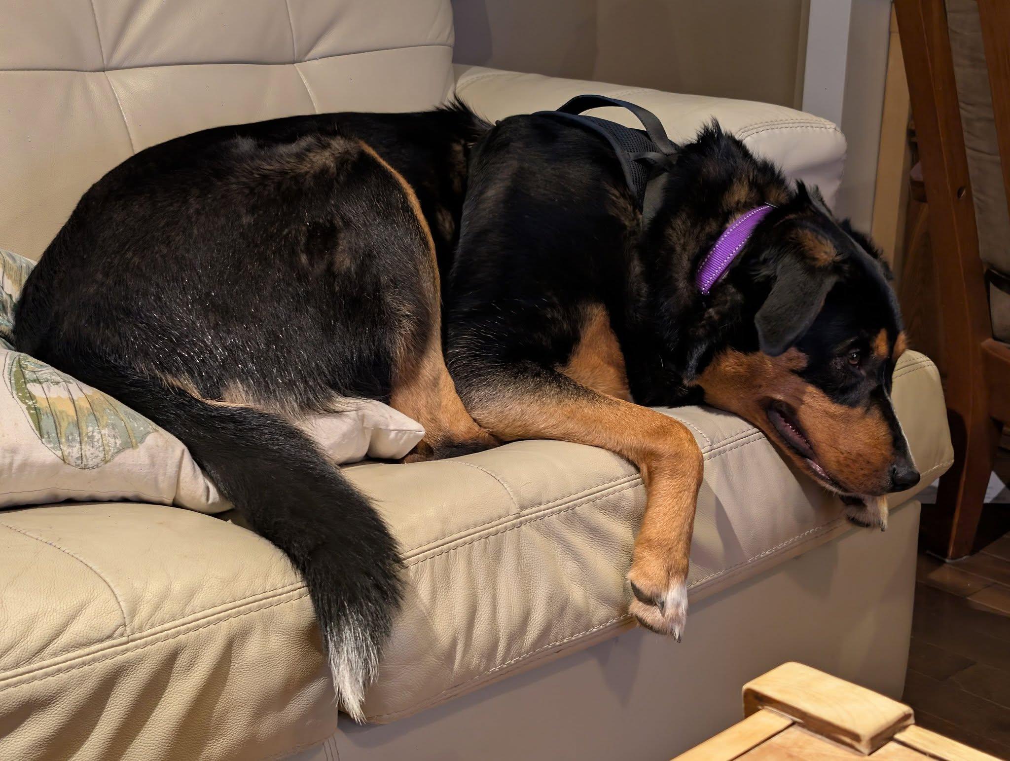 Enlarge Houston, a ADOPTABLE mixed breed in Woodstock, ON image 2/6