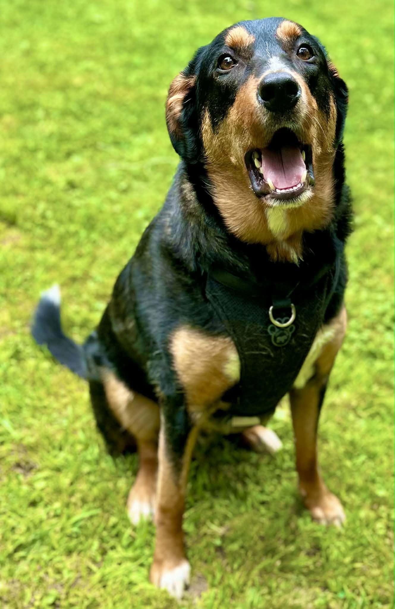 Houston, a ADOPTABLE mixed breed in Woodstock, ON image 2/4