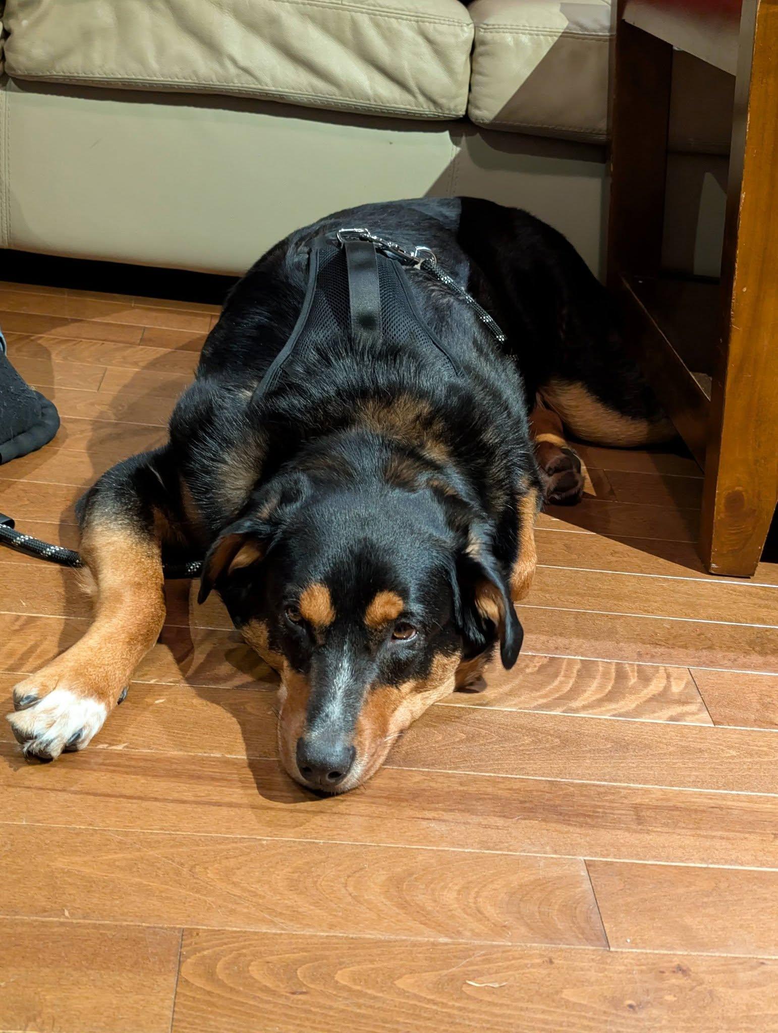 Enlarge Houston, a ADOPTABLE mixed breed in Woodstock, ON image 5/6