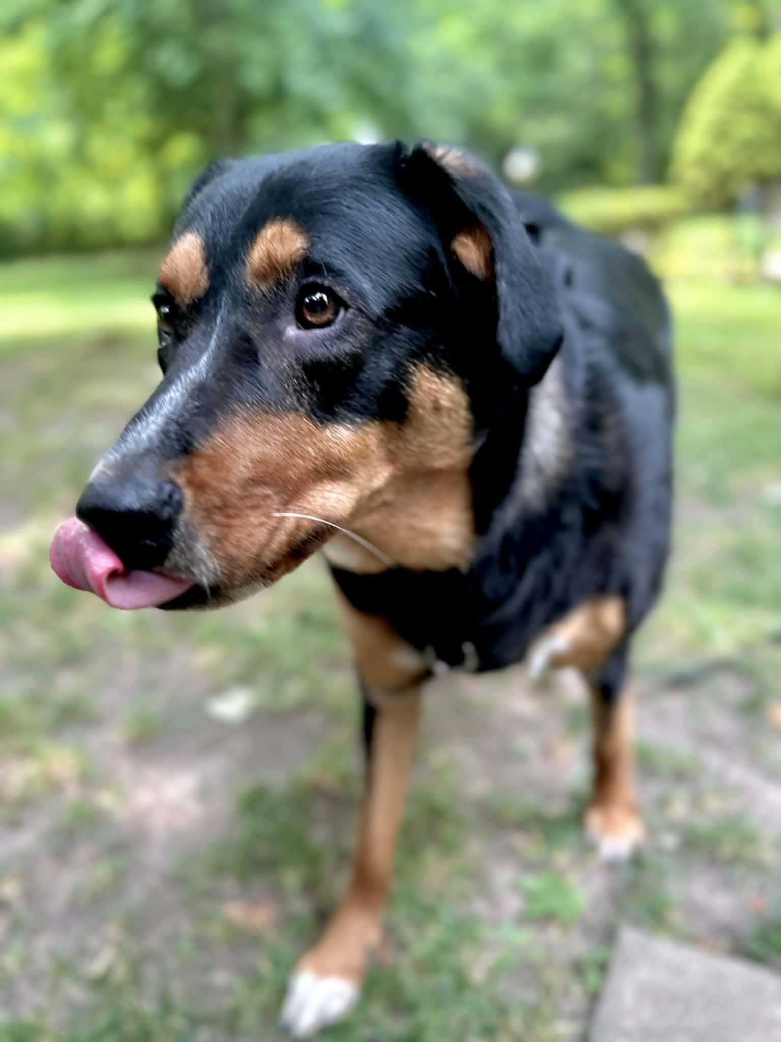 Houston, ADOPTABLE, Young Male Bernese Mountain Dog & Border Collie.