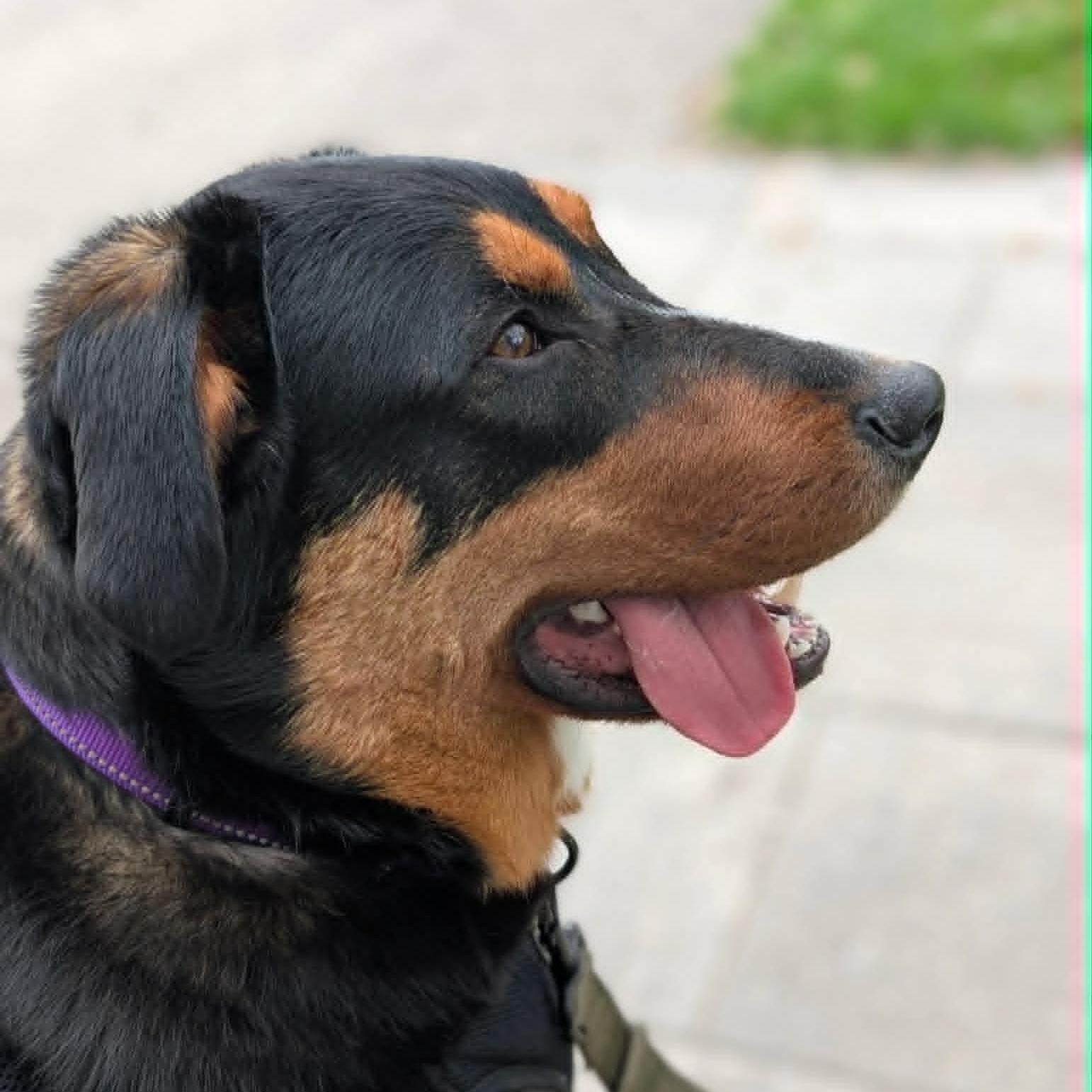 Houston, ADOPTABLE, Young Male Bernese Mountain Dog & Border Collie.