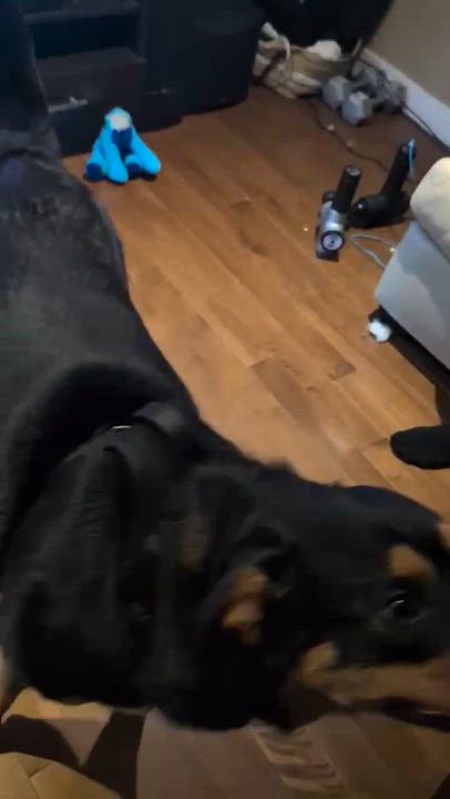Enlarge Houston, a ADOPTABLE mixed breed in Woodstock, ON video 4/6
