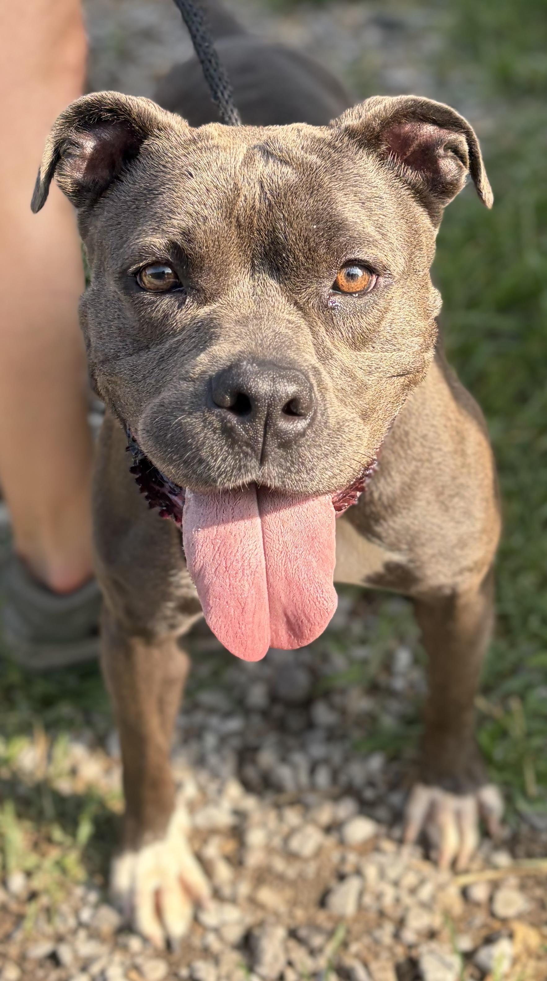 Ember, a ADOPTABLE Pit Bull Terrier in McKeesport, PA image 4/6