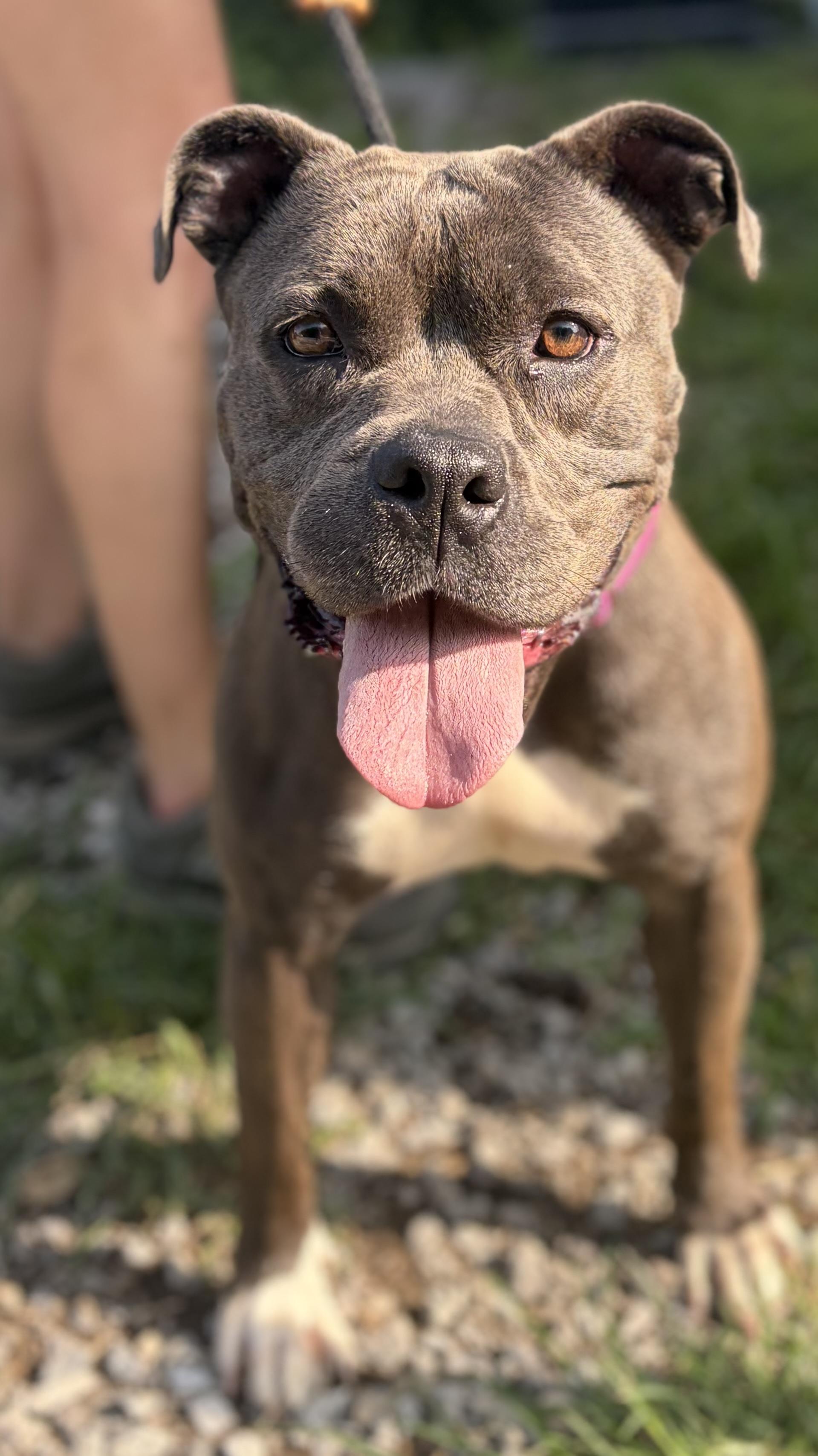 Ember, a ADOPTABLE Pit Bull Terrier in McKeesport, PA image 2/6