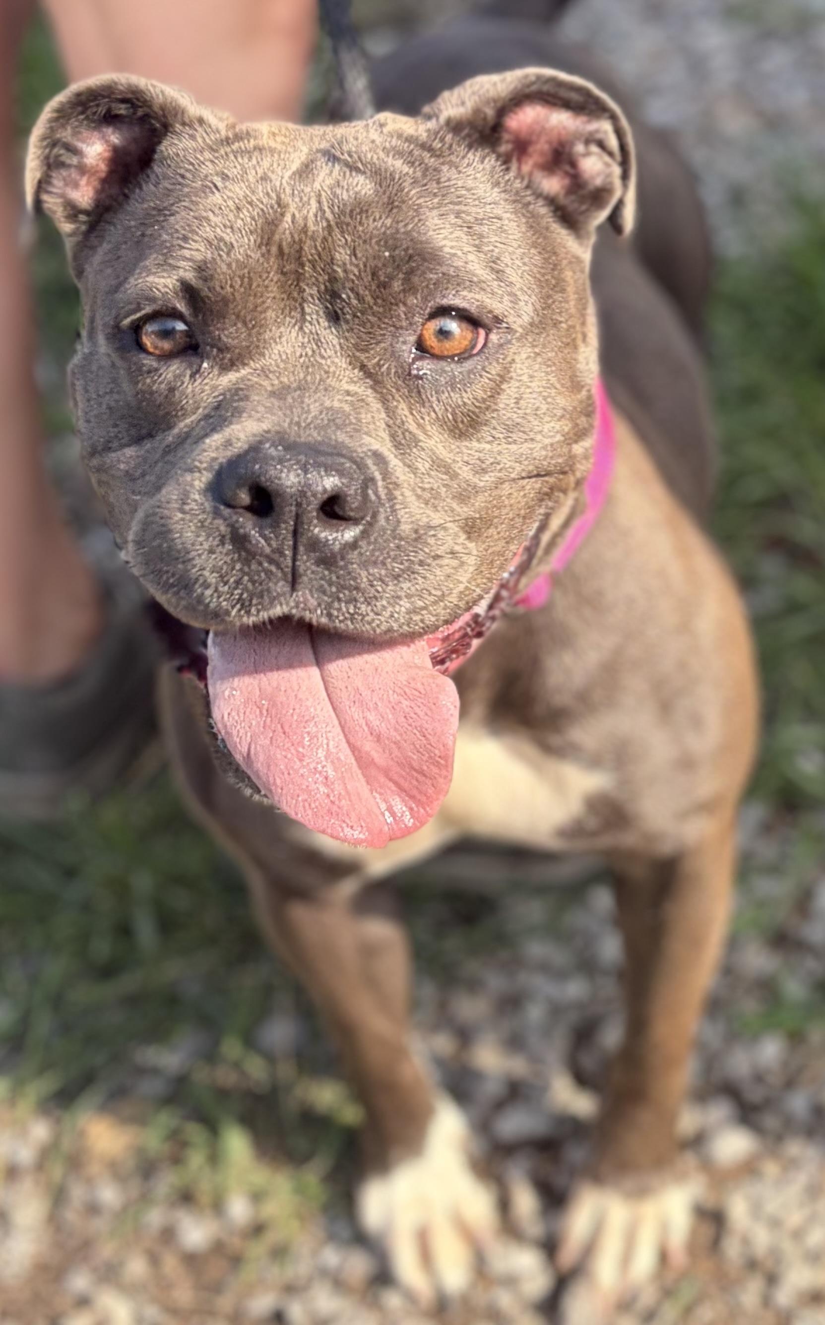 Ember, a ADOPTABLE Pit Bull Terrier in McKeesport, PA image 1/6