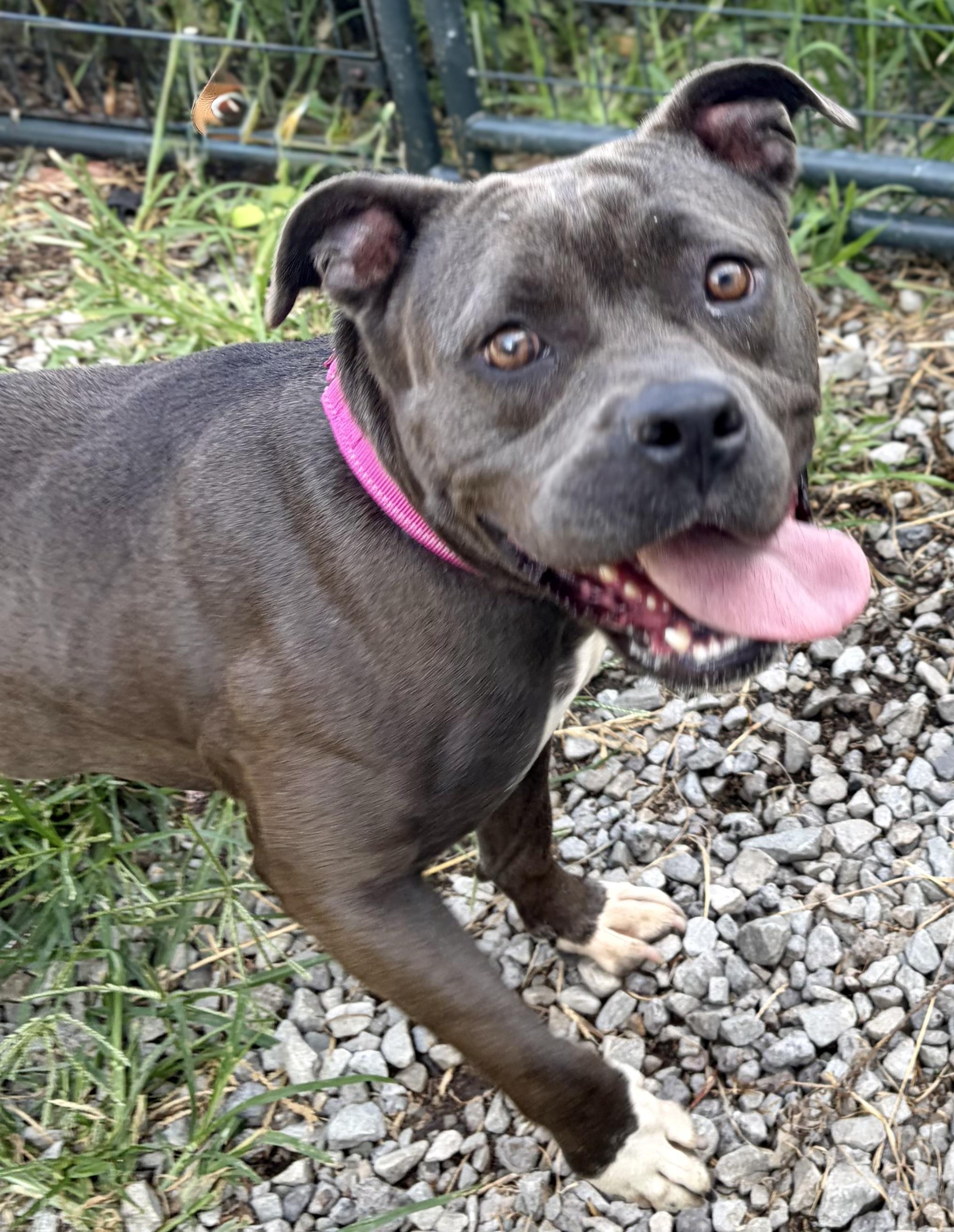 Ember, a ADOPTABLE Pit Bull Terrier in McKeesport, PA image 3/6