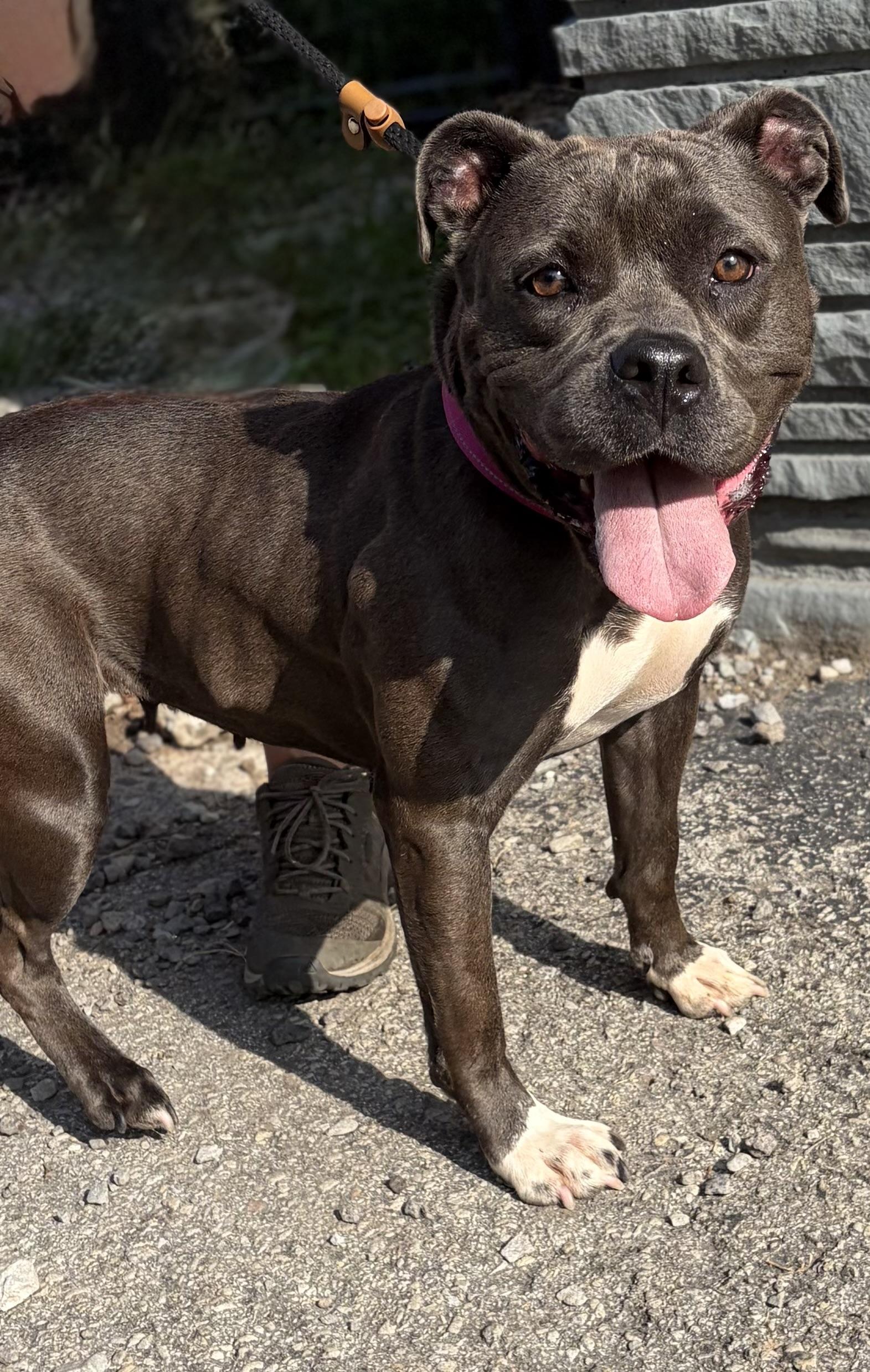Ember, a ADOPTABLE Pit Bull Terrier in McKeesport, PA image 6/6