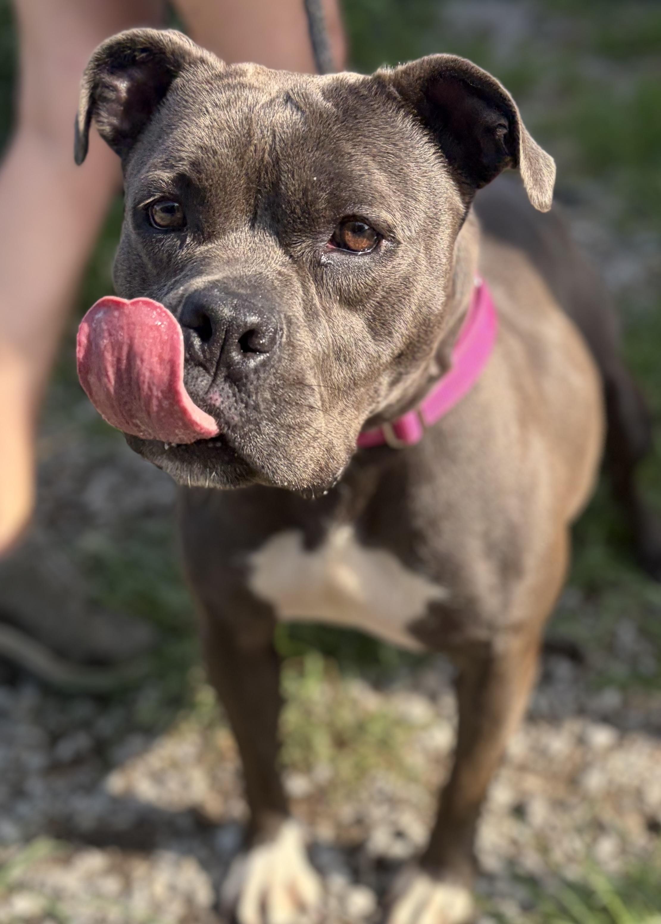 Ember, a ADOPTABLE Pit Bull Terrier in McKeesport, PA image 5/6