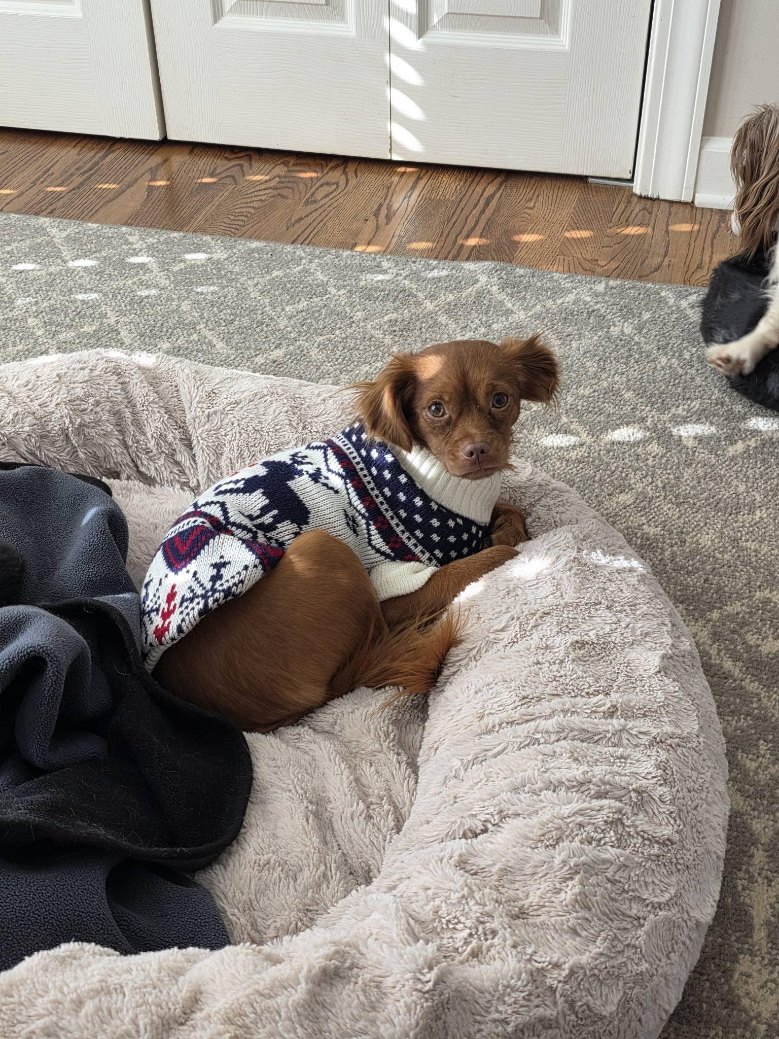 Drea, Adoptable, Young Female Pomeranian & Chihuahua.