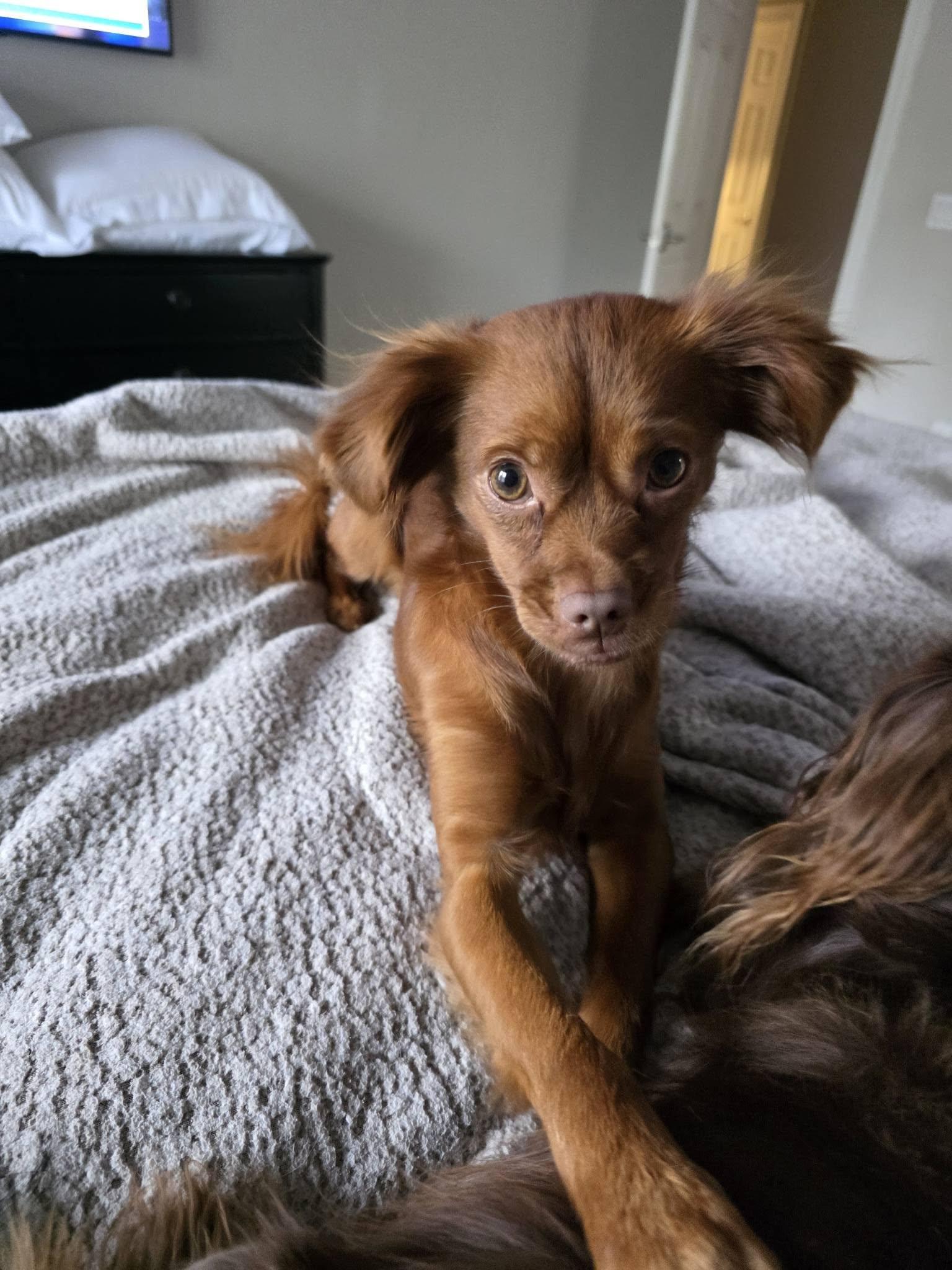 Drea, a Adoptable mixed breed in Greenville, SC image 2/3