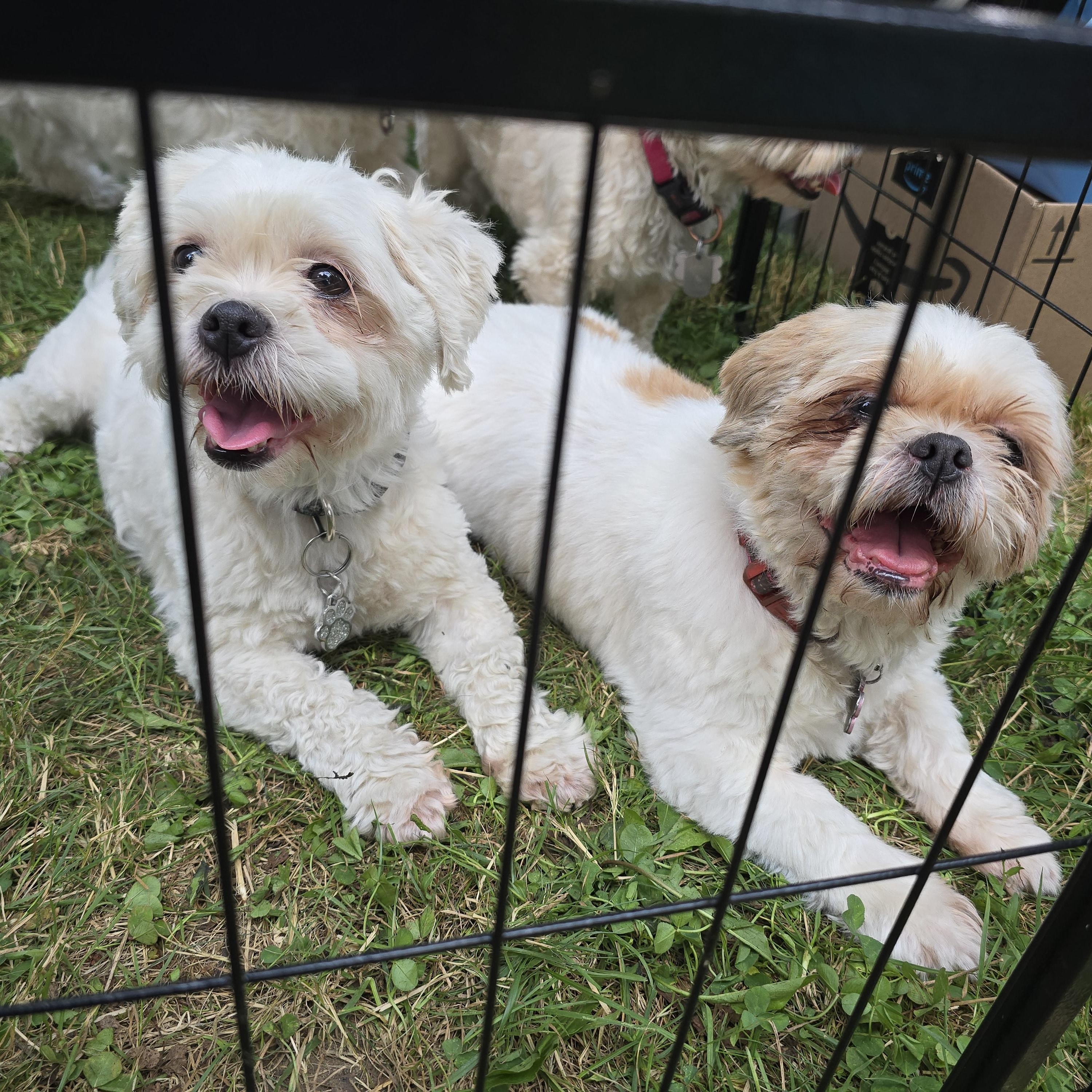 Cindy, born June 8/2018, an adoptable Shih Tzu in Lucknow, ON, N0G 2H0 | Photo Image 4