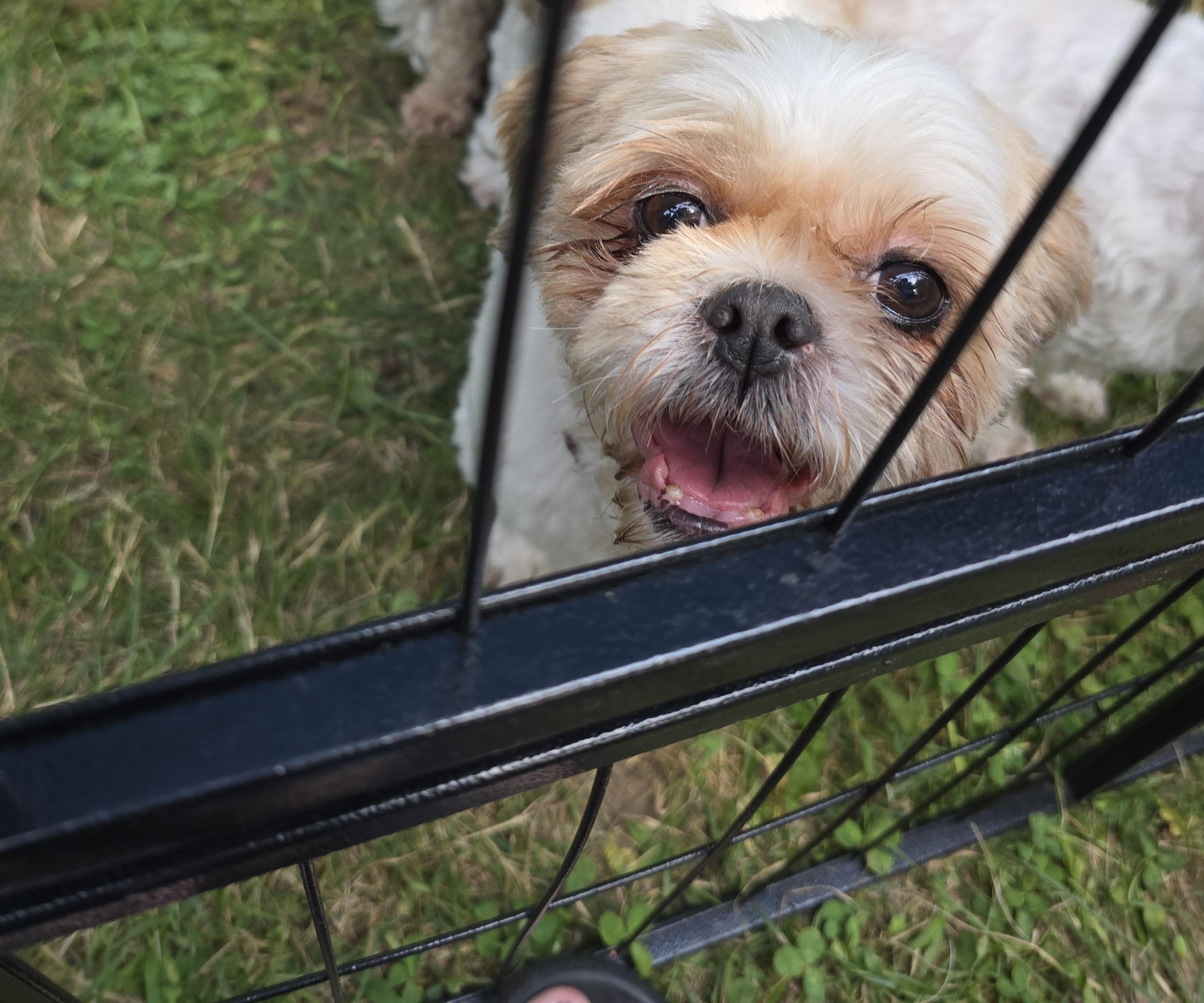 Cindy, born June 8/2018, an adoptable Shih Tzu in Lucknow, ON, N0G 2H0 | Photo Image 5