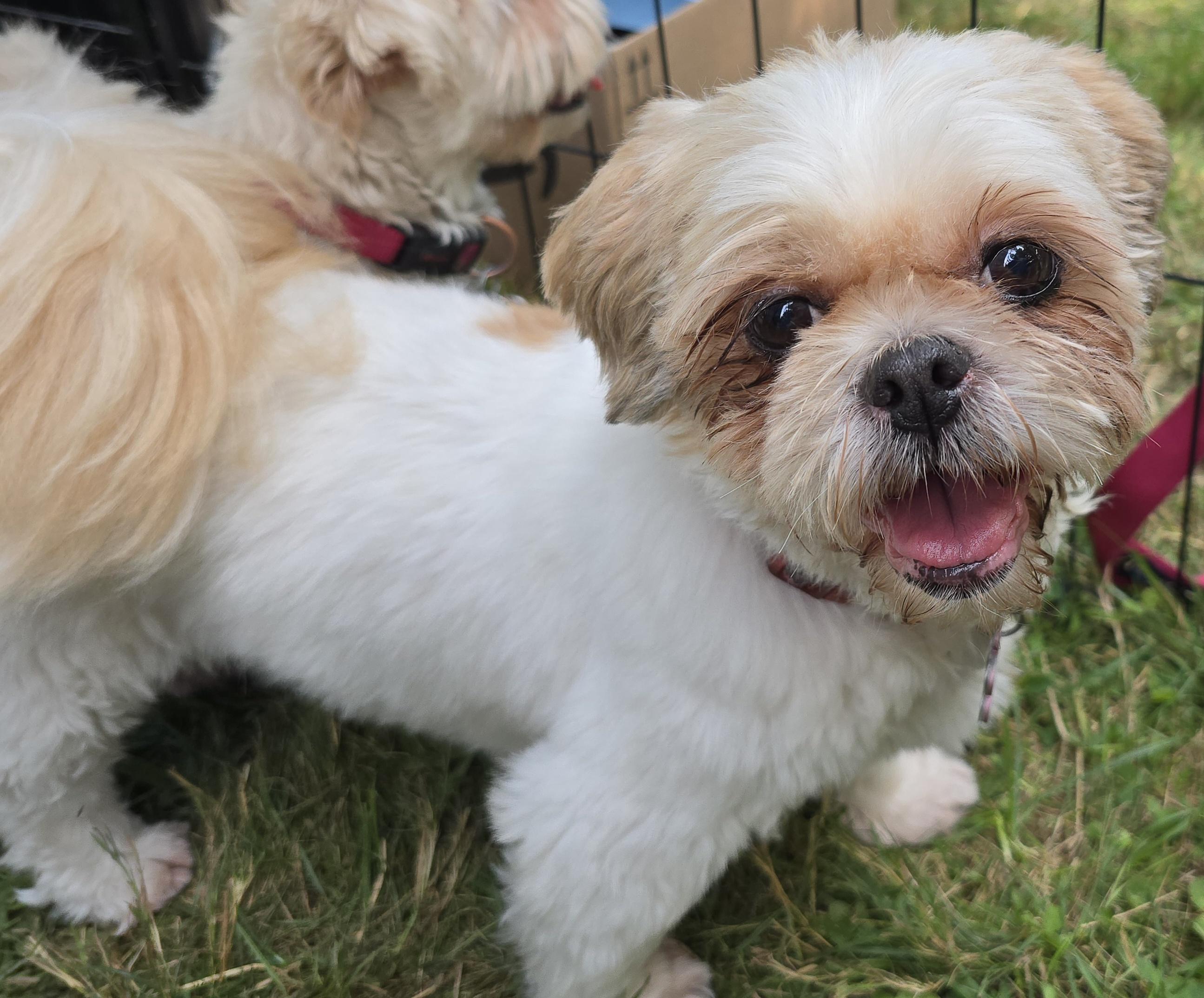 Cindy, born June 8/2018, Adult Female unknown