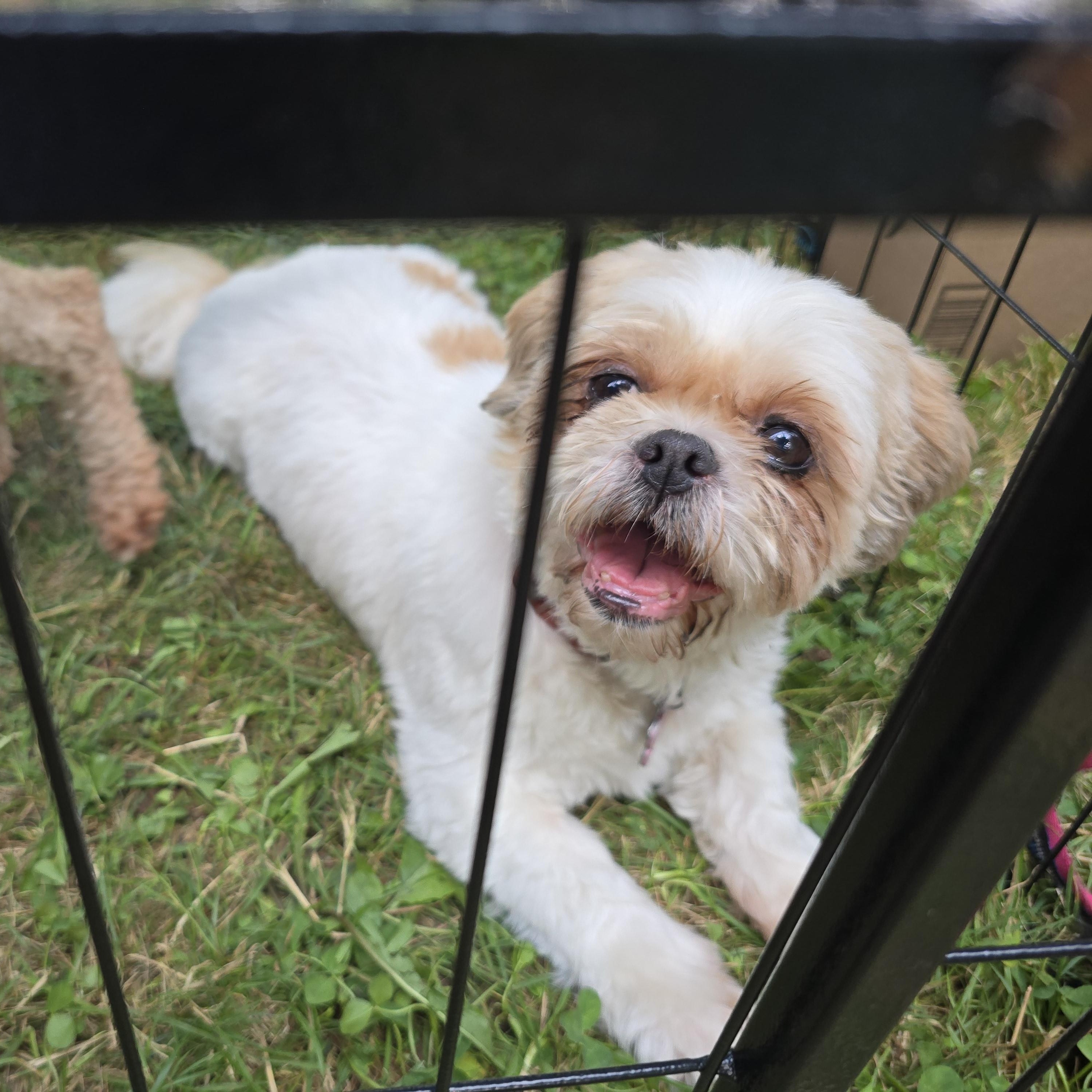Cindy, born June 8/2018, an adoptable Shih Tzu in Lucknow, ON, N0G 2H0 | Photo Image 3
