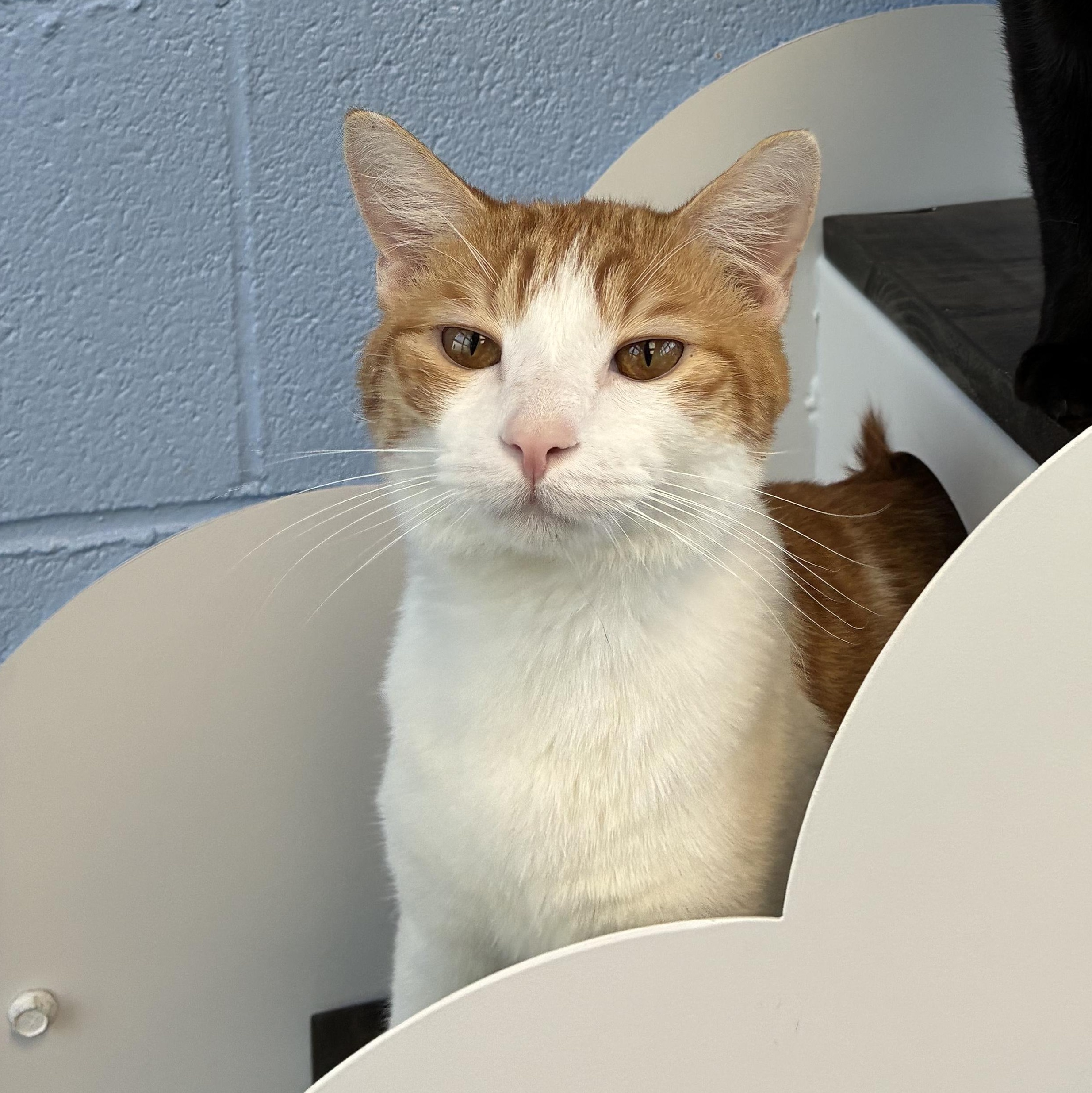 Jansen, Adoptable, Young Male Domestic Short Hair.