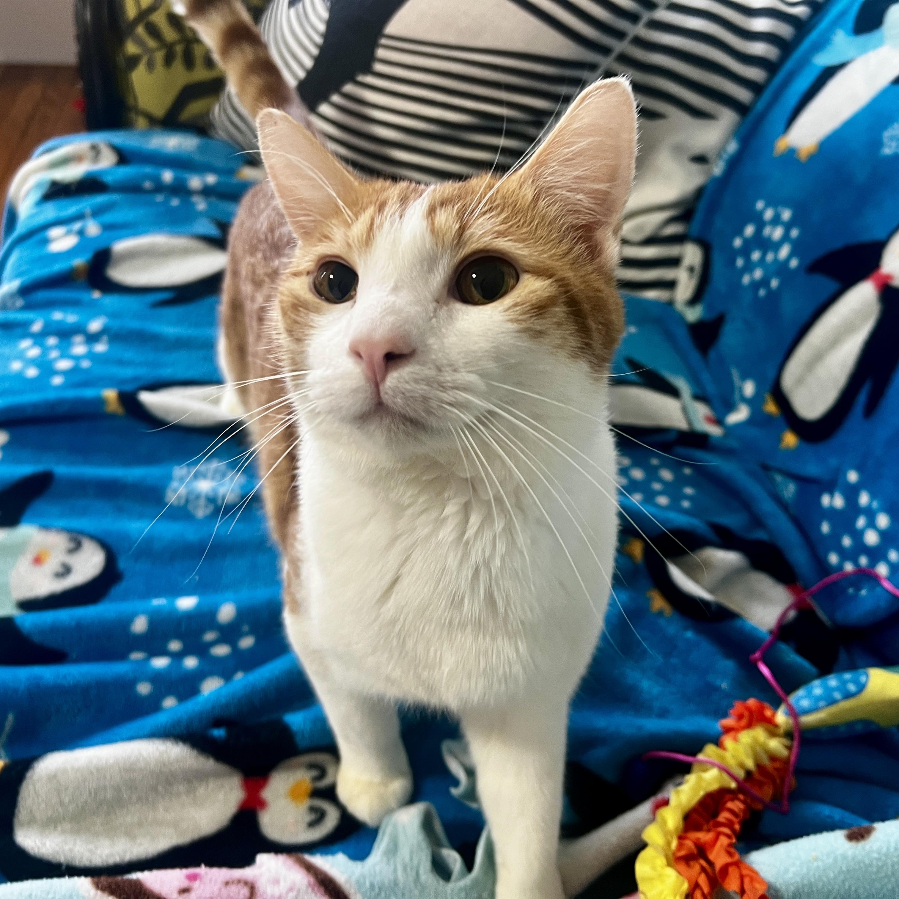 Jansen, Adoptable, Young Male Domestic Short Hair.