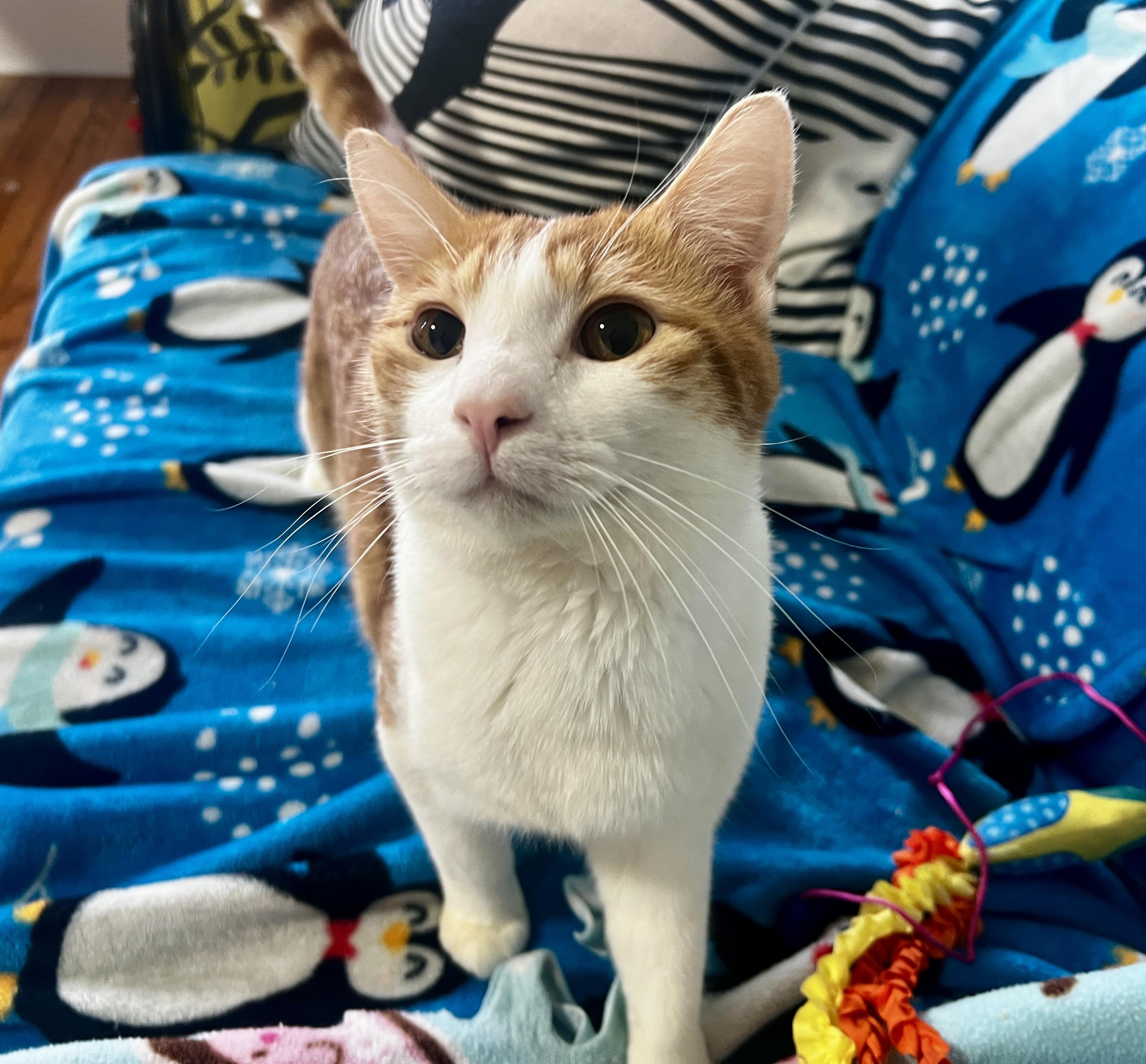 Enlarge Jansen, a Adoptable Domestic Short Hair in Roanoke, VA image 1/3