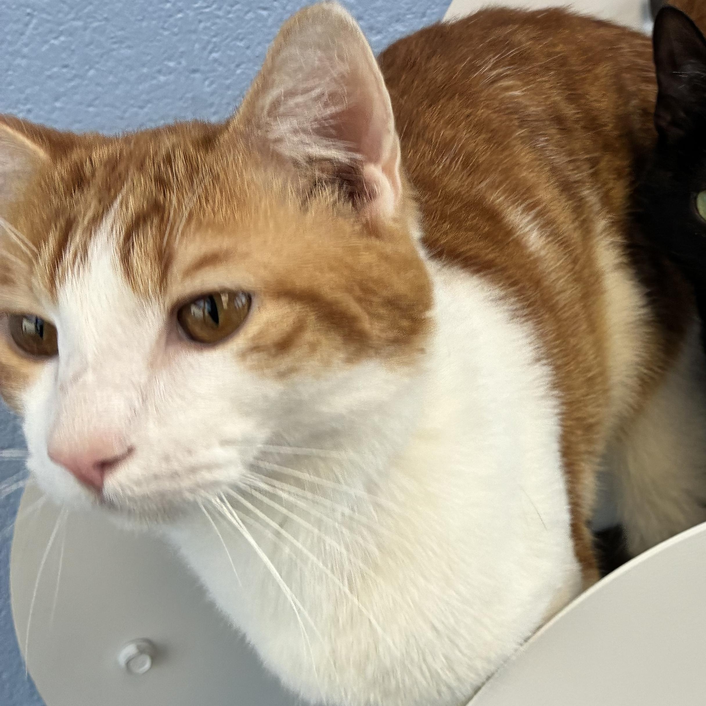 Enlarge Jansen, a Adoptable Domestic Short Hair in Roanoke, VA image 3/3