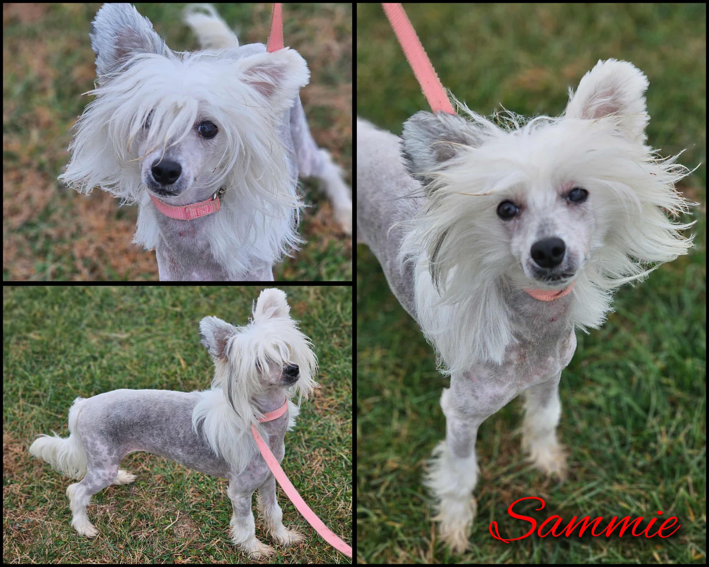 Enlarge Sammie, a Adopted Chinese Crested Dog in Fort Wayne, IN image 1/1