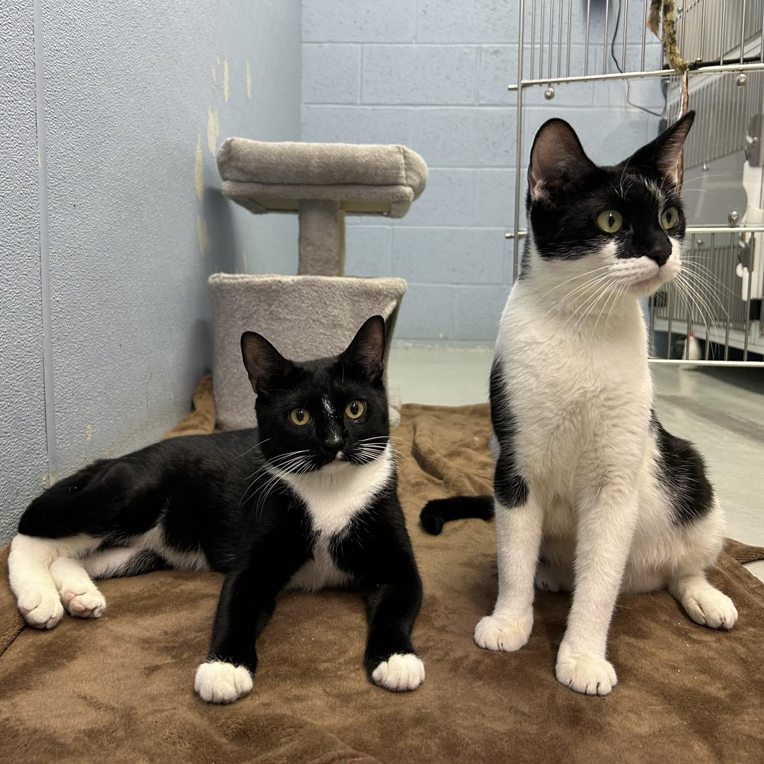 Gomez & Morticia, ADOPTABLE, Adult Male Domestic Short Hair.