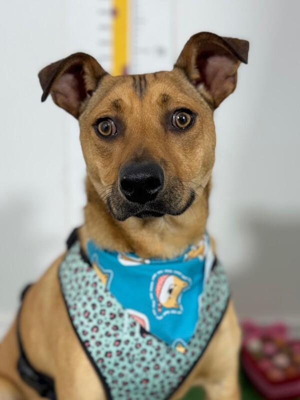 Enlarge Mike-One of our Amazing Rescue Dogs, a Adoptable mixed breed in Palo Alto, CA image 1/1