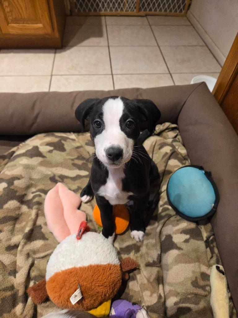 Chipper, Adoptable, Puppy Male Collie & Terrier.