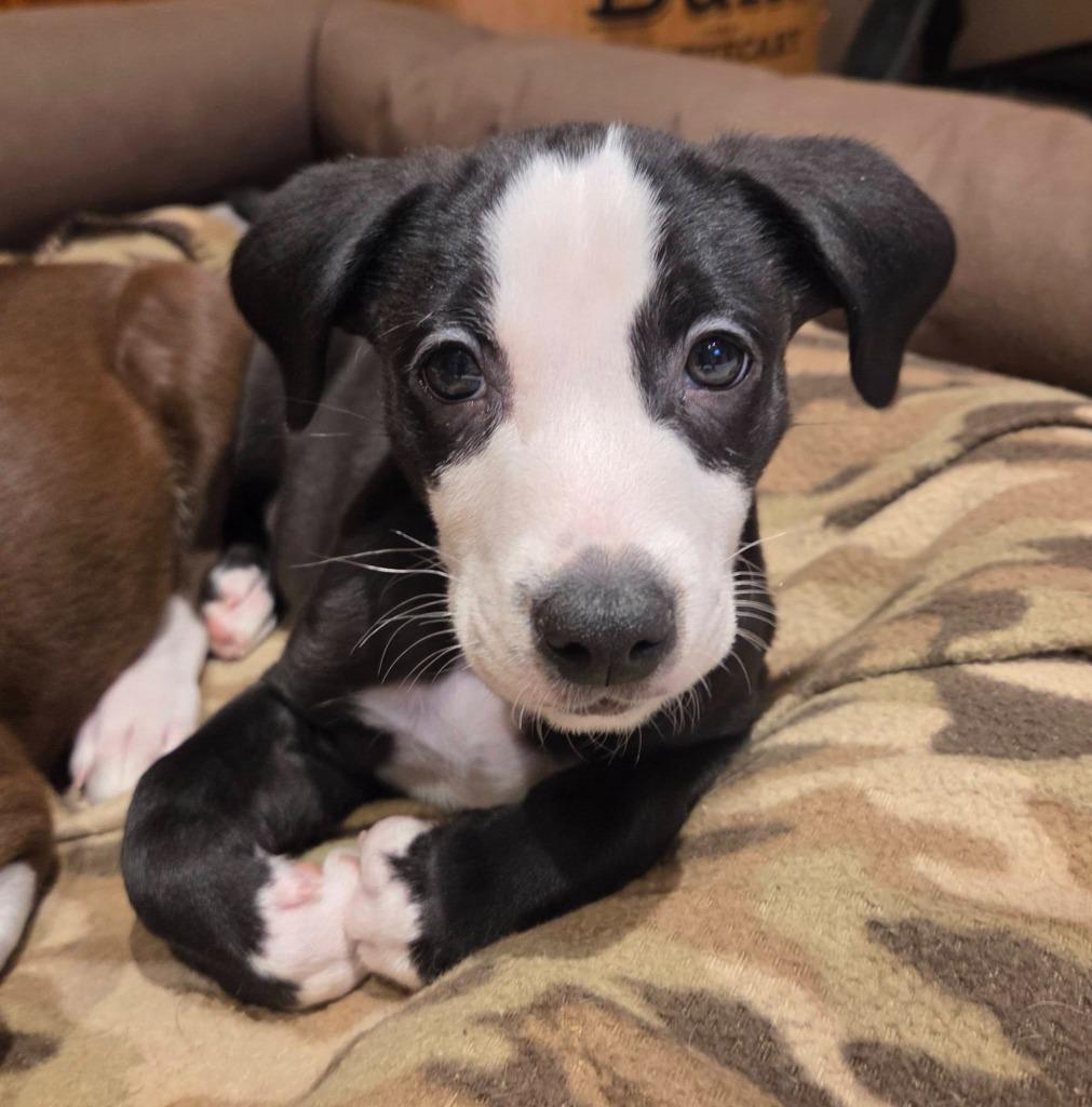 Chipper — thumbnail 3