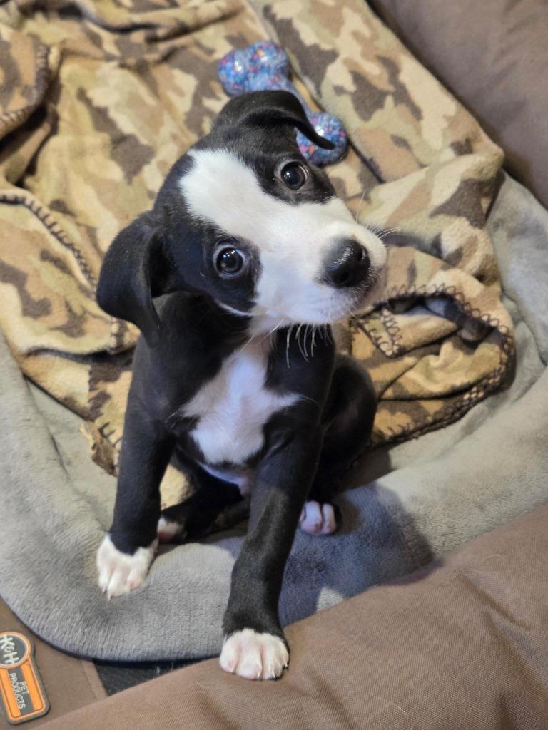 Chipper — thumbnail 4