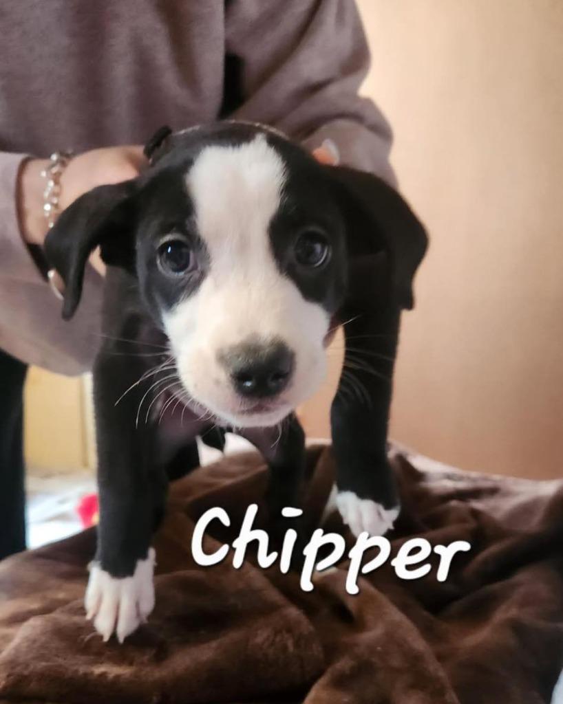 Chipper