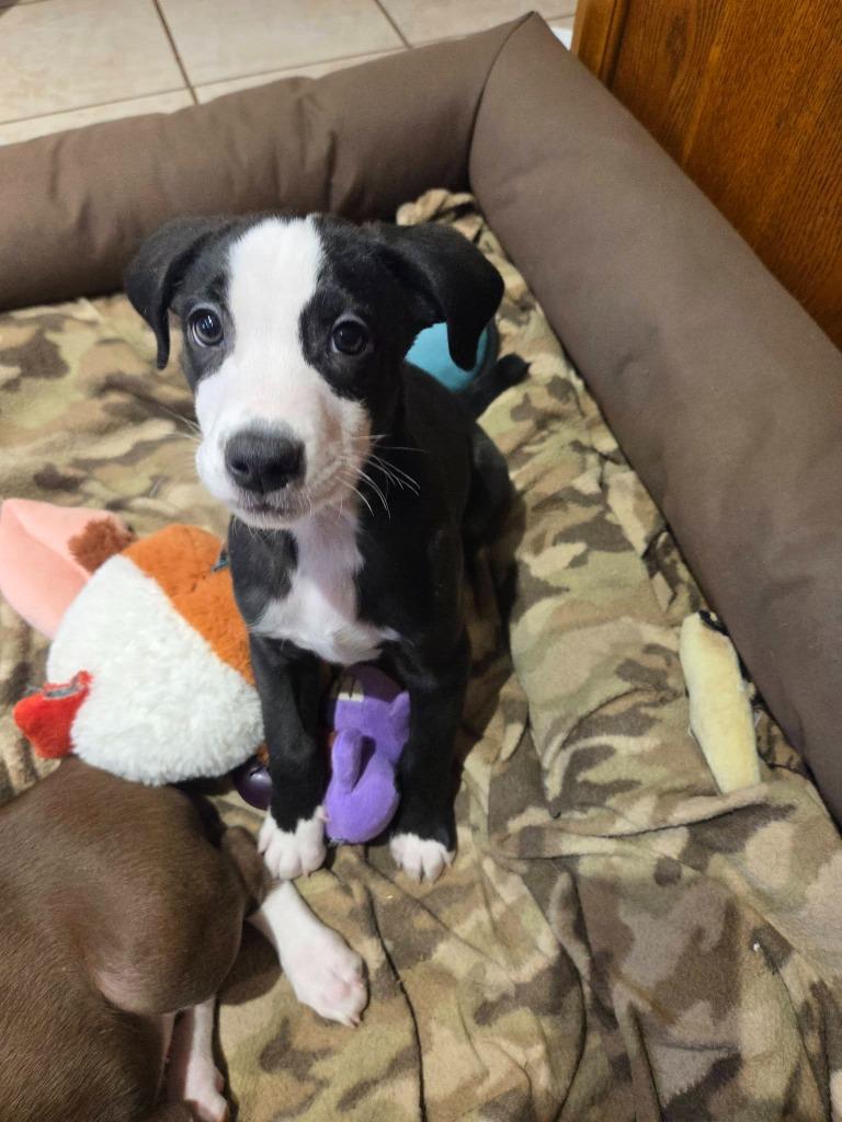 Chipper — thumbnail 6