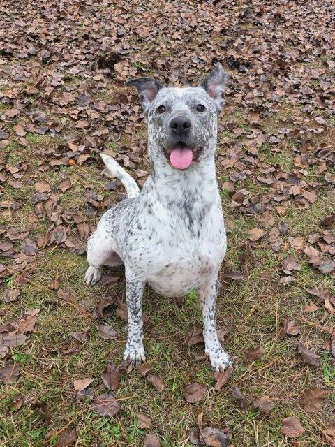 Heaven, Adoptable, Adult Female Australian Cattle Dog / Blue Heeler.