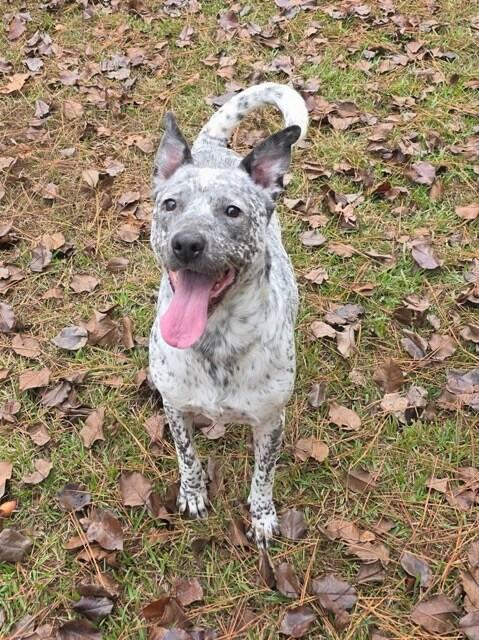 Heaven, a Adoptable Australian Cattle Dog / Blue Heeler in Bradenton, FL image 2/6
