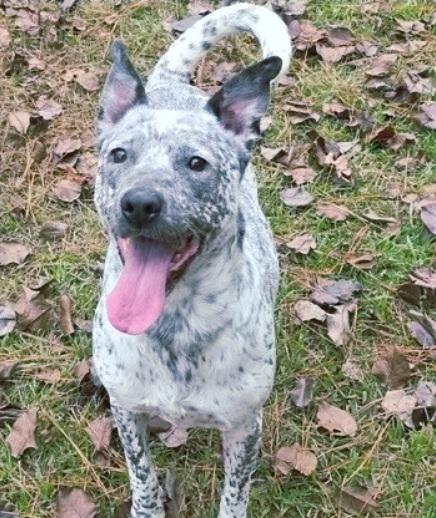 Heaven, a Adoptable Australian Cattle Dog / Blue Heeler in Bradenton, FL image 3/6
