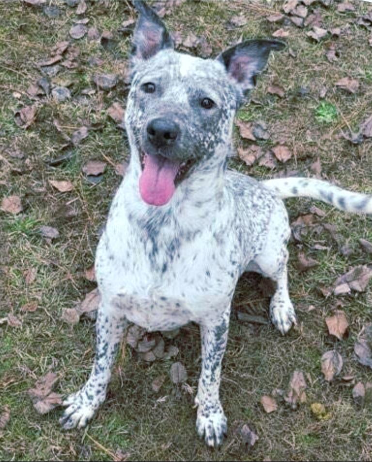 Heaven, a Adoptable Australian Cattle Dog / Blue Heeler in Bradenton, FL image 4/6