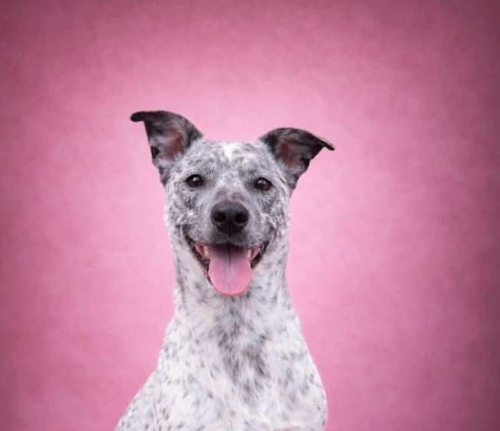 Heaven, a Adoptable Australian Cattle Dog / Blue Heeler in Bradenton, FL image 5/6