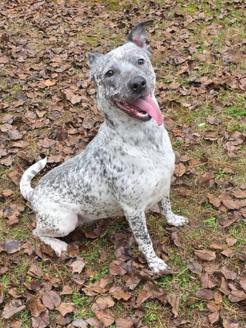 Heaven, a Adoptable Australian Cattle Dog / Blue Heeler in Bradenton, FL image 6/6