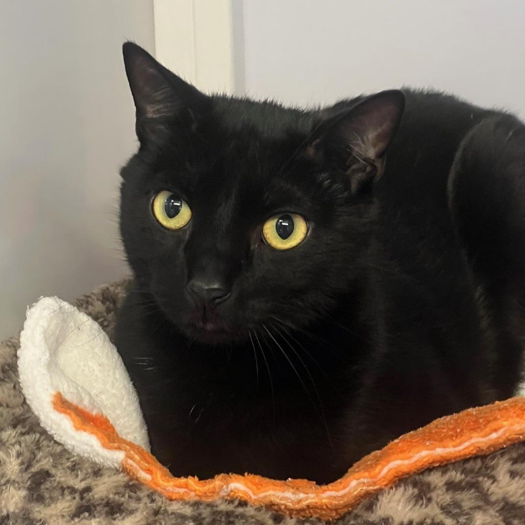 Race, a Adoptable Domestic Short Hair in Sarasota, FL image 1/3