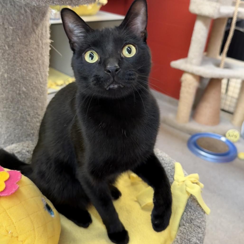 Race, a Adoptable Domestic Short Hair in Sarasota, FL image 2/3
