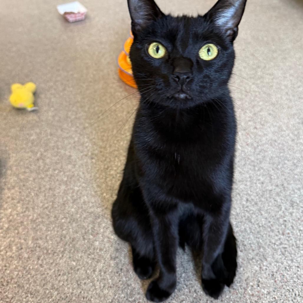 Race, a Adoptable Domestic Short Hair in Sarasota, FL image 3/3