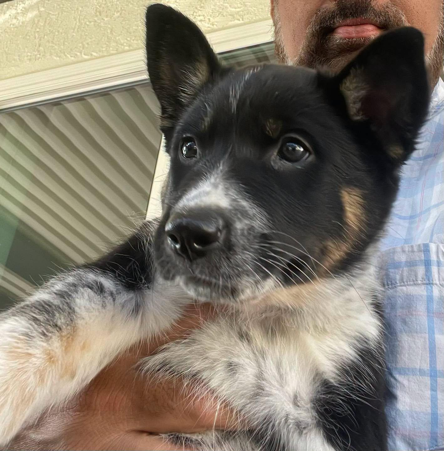 CATTLE DOG PUPPIES, PAISLEY, RILEY, OLIVIA, Adoptable, Puppy Female Australian Cattle Dog / Blue Heeler & German Shepherd Dog.