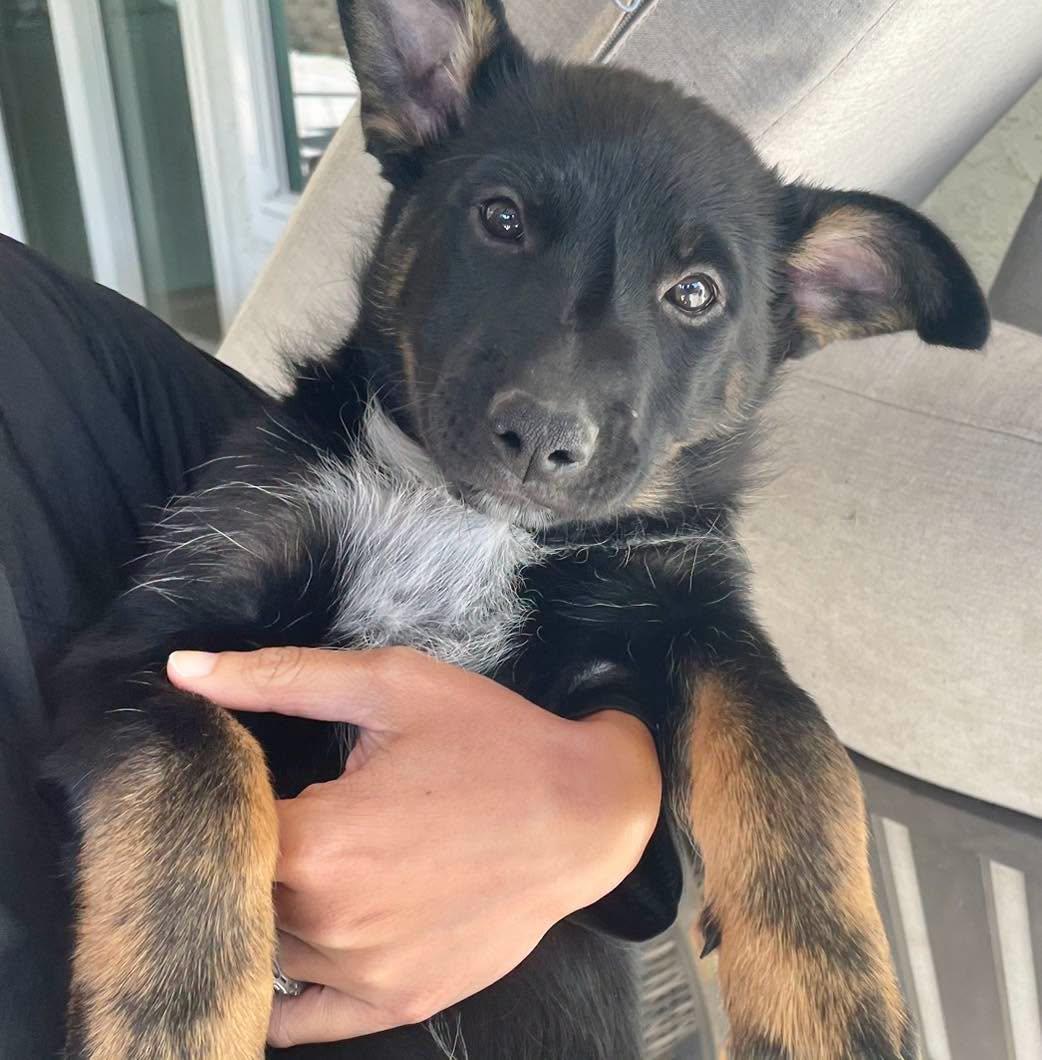 Enlarge CATTLE DOG PUPPIES, PAISLEY, RILEY, OLIVIA, a Adoptable mixed breed in Thousand Oaks, CA image 3/3