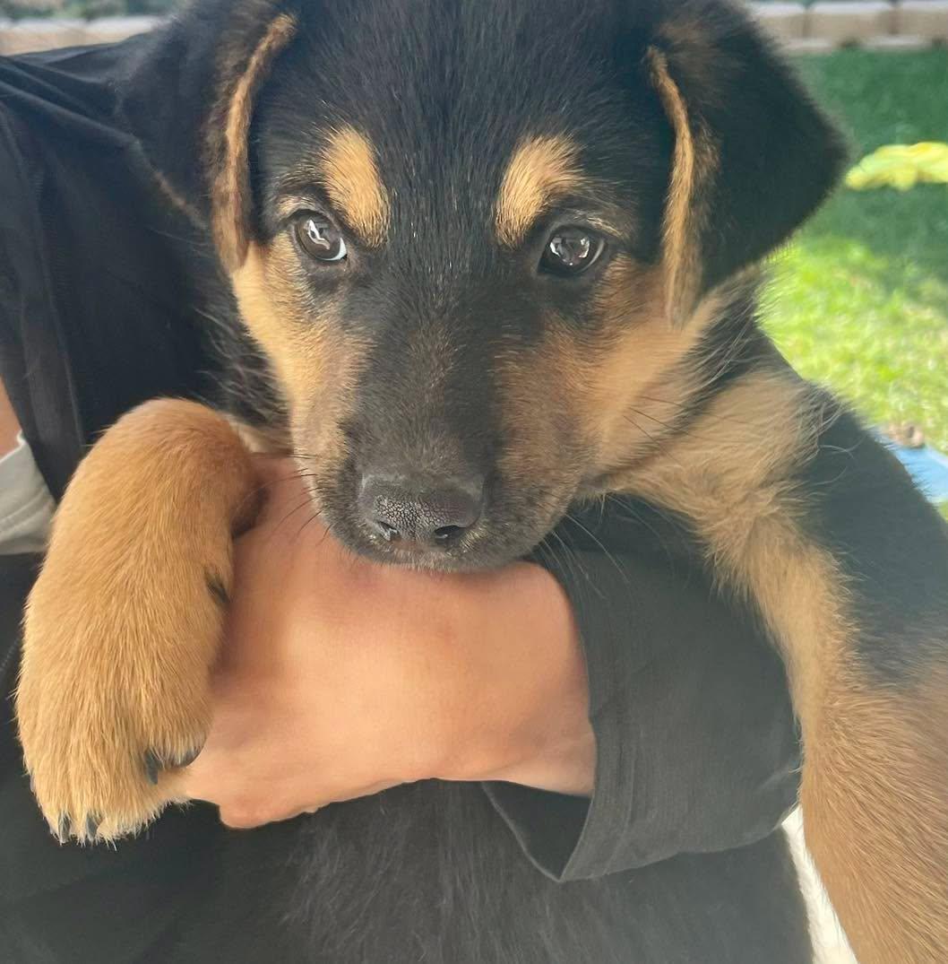 Enlarge CATTLE DOG PUPPIES, PAISLEY, RILEY, OLIVIA, a Adoptable mixed breed in Thousand Oaks, CA image 2/3