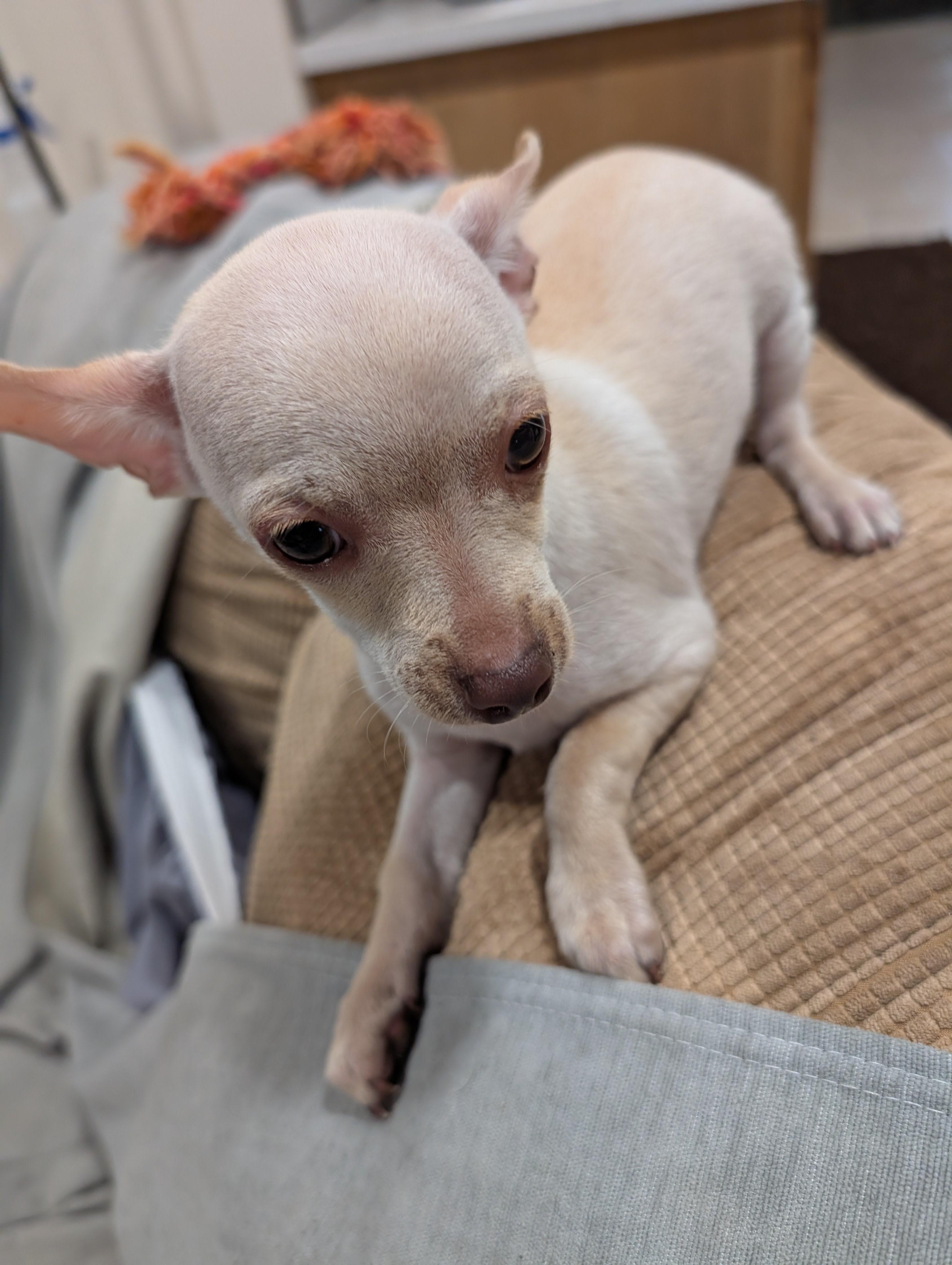 Snow Cloud, ADOPTABLE, Puppy Female Chihuahua.